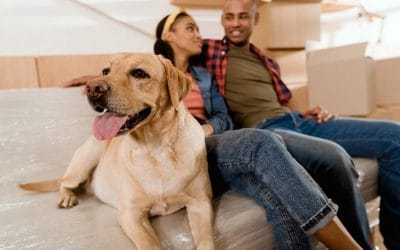 Mudarse a Otra Casa con Mascotas